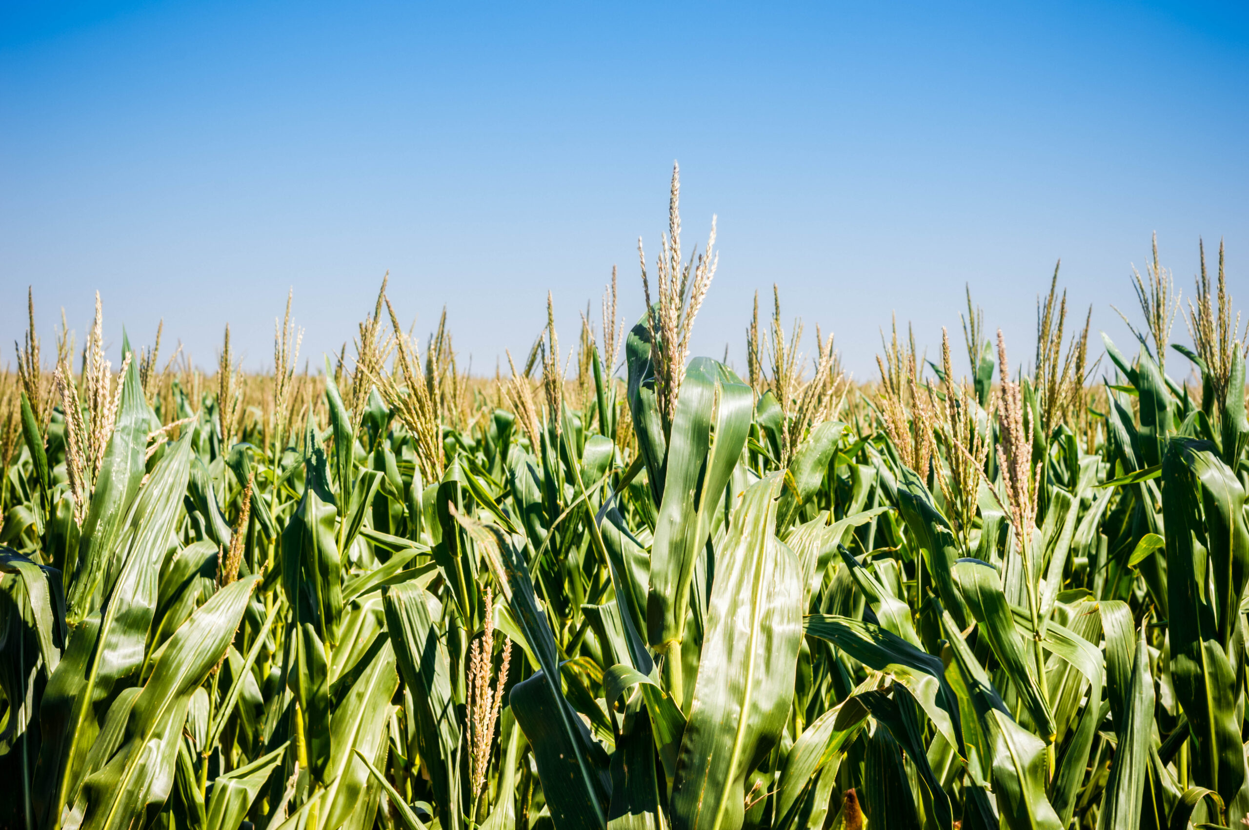 Let’s Restore the Earth - Together - Virginia Biosolids Council